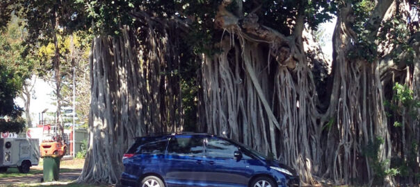 Oldest Banyan Tree