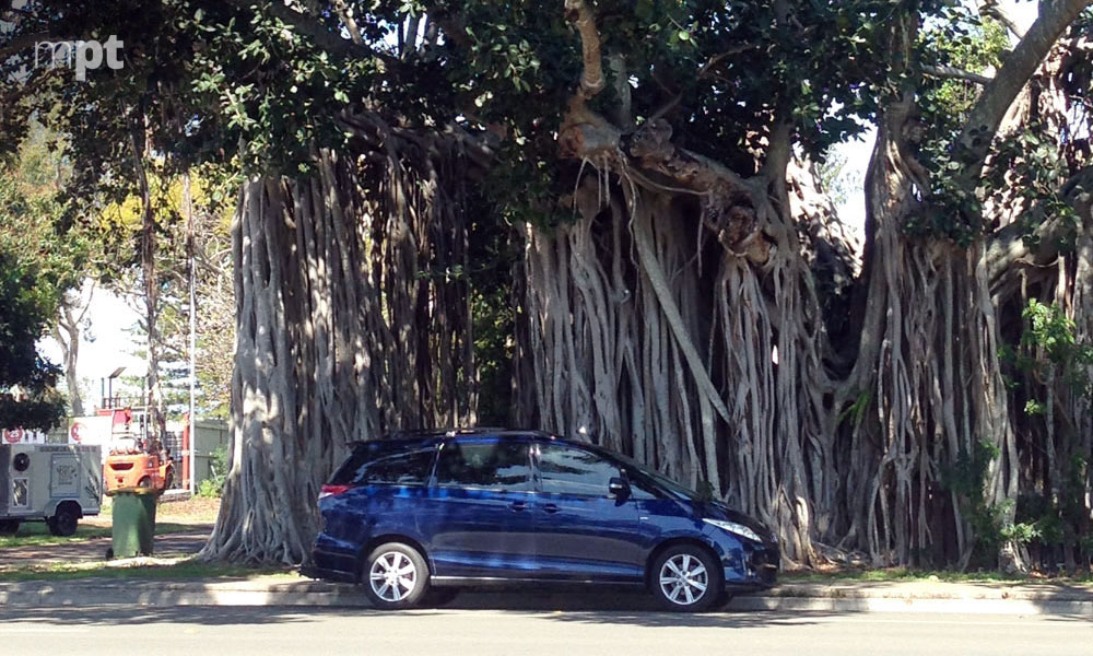 Oldest-Banyan-Tree | My Private Transfers Oldest Banyan Tree