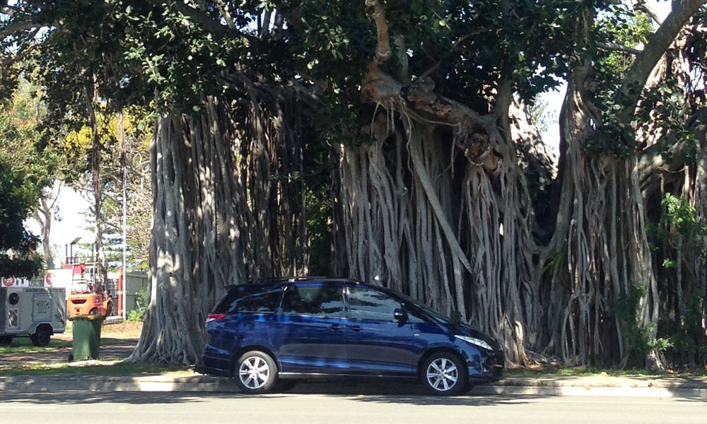 Oldest Banyan Tree & Bayside Brisbane Private Airport Transfers